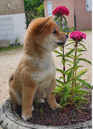 chiot