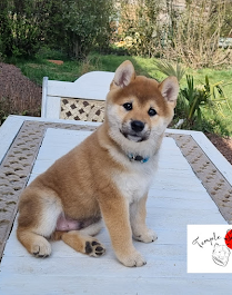 chiot