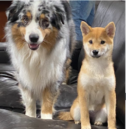 chiot