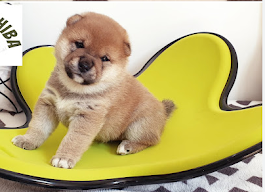 chiot
