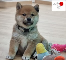 chiot