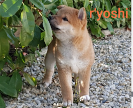 yoshi