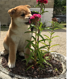 chiot