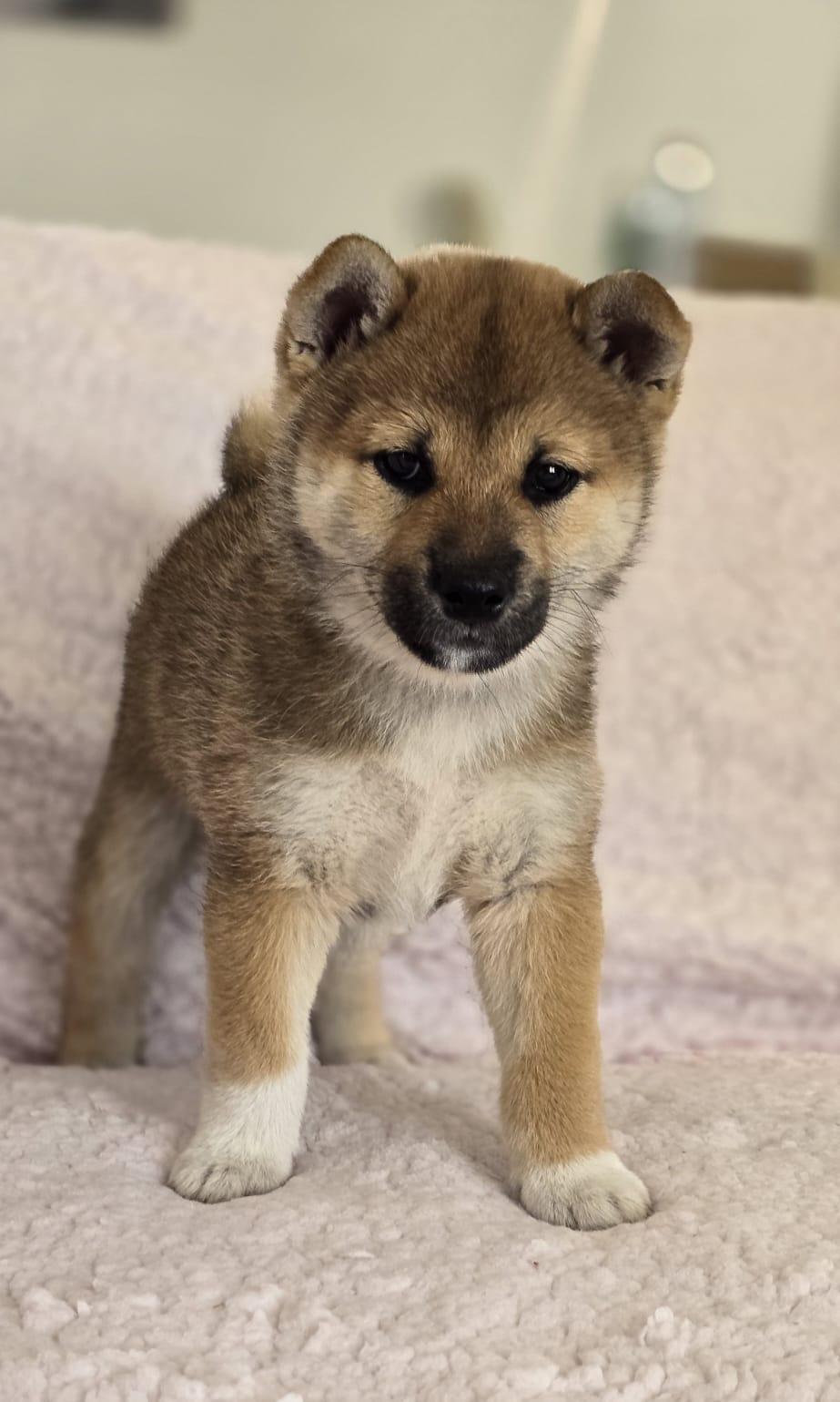 akira