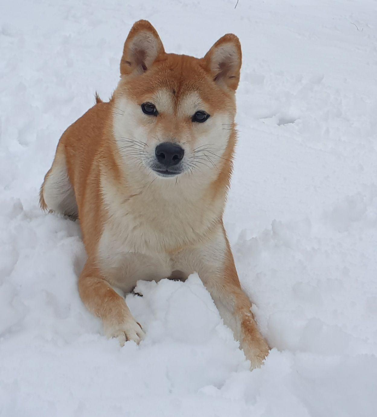 HI