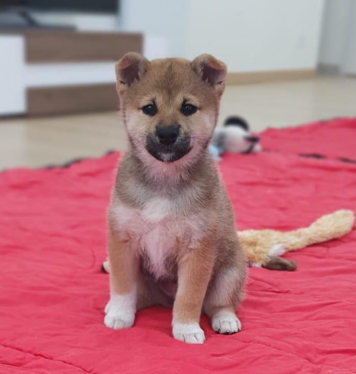 akira